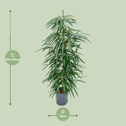 Kamerplant - Ficus Binnendijkii 'Alii' (Hydrocultuur) - Pot Ø 18cm Hoogte ↕ 110cm