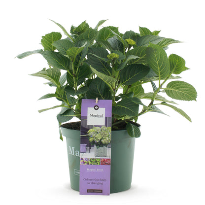 Buitenplant - Hydrangea Magical Jewel Blue - Bloeiend - Pot Ø 23cm Hoogte ↕ 55cm