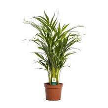 Kamerplant - Dypsis Lutescens - Pot Ø 17cm Hoogte ↕ 65cm