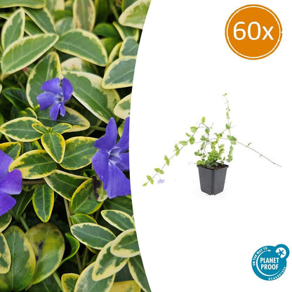Buitenplant 60x Vinca minor 'Blue and Gold' - Bloeiend - Pot Ø 9cm Hoogte ↕ 10-25cm