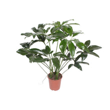 Kamerplant - Philodendron Green Wonder - Pot Ø 27cm Hoogte ↕ 90cm