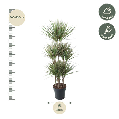 XL Kamerplant - Dracaena Bicolor Carrousel - Pot Ø 31cm Hoogte ↕ 150cm