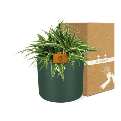 Kamerplant - Chlorophytum Ocean - Pot Ø 16cm Hoogte ↕ 15cm