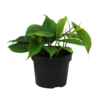 Kamerplant - Philodendron Scandens - Pot Ø 12cm Hoogte ↕ 20cm
