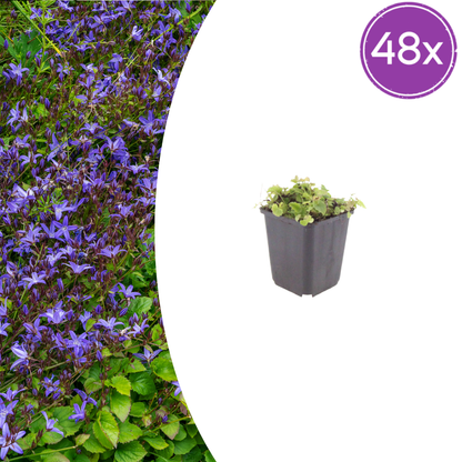 Buitenplant 48x Campanula poscharskyana - Bloeiend - Pot Ø 9cm Hoogte ↕ 10-25cm