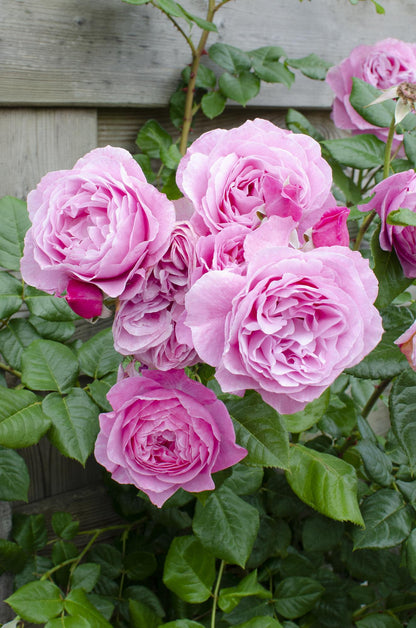Buitenplant - Rosa Crazy in Love 'Pink' - Roze Roos - Bloeiend - Pot Ø 15cm Hoogte ↕ 65cm