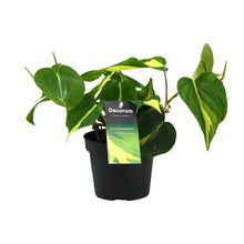 Kamerplant - Philodendron Brasil Scandens - Pot Ø 12cm Hoogte ↕ 20cm