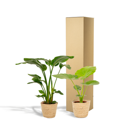 Kamerplant - Strelitzia Nicolai ↕85cm + Alocasia Macrorrhiza ↕70cm - Met mand - Pot Ø 19cm
