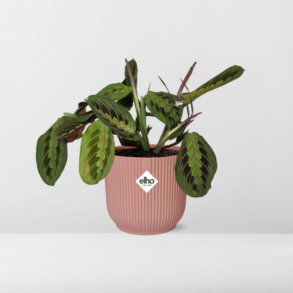 Kamerplant - Maranta Leuconeura 'Fascinator' Tricolor - Pot Ø 14cm