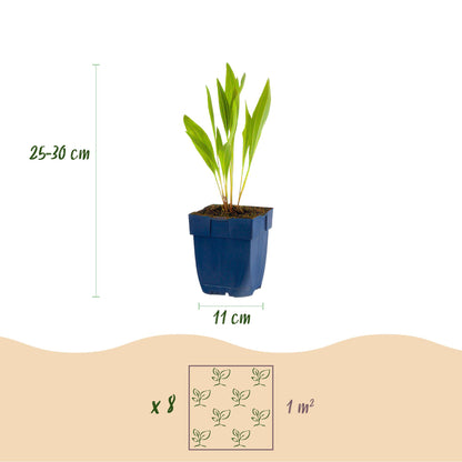Buitenplant - Borderpakket Bijen en Vlinderlokkend - 8 Vaste planten - 1 m2 - Pot Ø 11cm