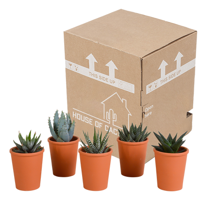 Kamerplant 5x Gasteria/Haworthia mix - terracotta - Pot Ø 5,5cm