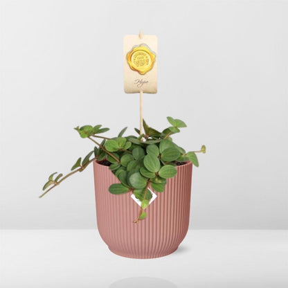Kamerplant - Peperomia 'Hope' - Pot Ø 14cm