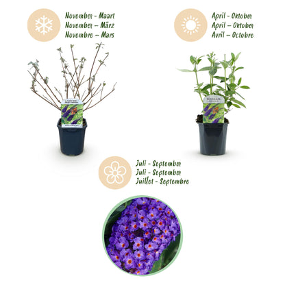 Buitenplant - Buddleja davidii 'Empire Blue' - Winterhard - Pot Ø 17cm Hoogte ↕ 45cm