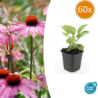 Buitenplant 60x Echinacea purpurea 'Magnus' - Bloeiend - Pot Ø 9cm Hoogte ↕ 10-25cm