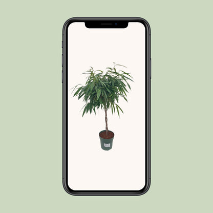 XL kamerplant - Ficus Alii Gevlochten - Pot Ø 27cm Hoogte ↕ 110cm
