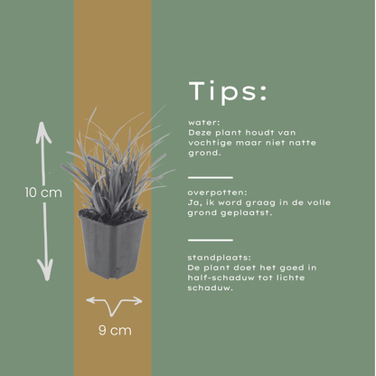 Buitenplant 12x Carex morrowii - Pot Ø 9cm Hoogte ↕ 10-25cm