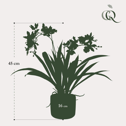 Kunstplant - Orchidee Bordeaux - Hoogte ↕ 45cm