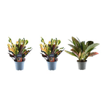 Kamerplant 3x Croton Codiaeum mix - Pot Ø 12cm Hoogte ↕ 30cm