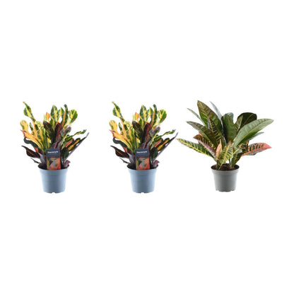 Kamerplant 3x Croton Codiaeum mix - Pot Ø 12cm Hoogte ↕ 30cm