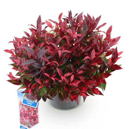 Buitenplant - Leucothoe Zeblid - Groenblijvend - Pot Ø 17cm Hoogte ↕ 45cm