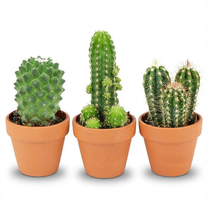 Kamerplant 3x Mini Cactus Mix - Terracotta Potten - Pot Ø 8,1cm Hoogte ↕ 5-10cm