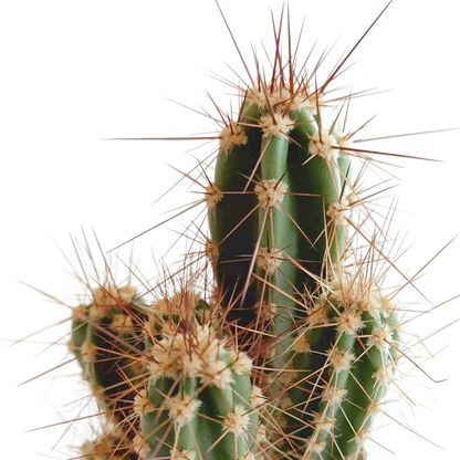 Kamerplant 5x Cactus mix - in Mexicaanse pot - Pot Ø 5.5cm