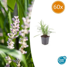 Buitenplant 60x Liriope muscari 'Monroe White' - Bloeiend - Pot Ø 9cm Hoogte ↕ 10-25cm