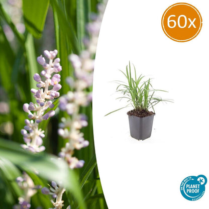 Buitenplant 60x Liriope muscari 'Monroe White' - Bloeiend - Pot Ø 9cm Hoogte ↕ 10-25cm