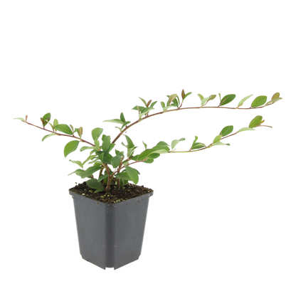 Buitenplant 24x Cotoneaster dammeri - Vaste plant - Pot Ø 9cm Hoogte ↕ 10-25cm