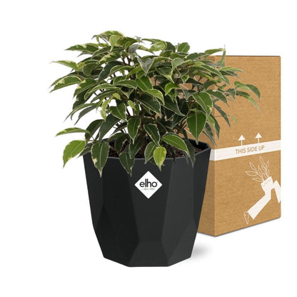 Kamerplant - Ficus Benjamina Kinky - Pot Ø 14cm