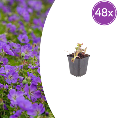 Buitenplant 48x Geranium 'Azure Rush' - Bloeiend - Pot Ø 9cm Hoogte ↕ 10-25cm