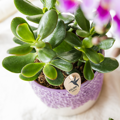 Sierpot - Bloom Lila - Pot Ø 6cm
