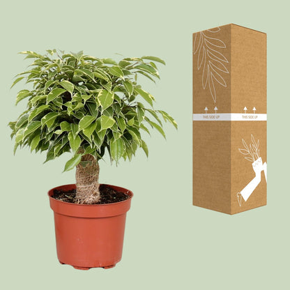 Kamerplant - Ficus Benjamina Kinky - Pot Ø 12cm Hoogte ↕ 28cm