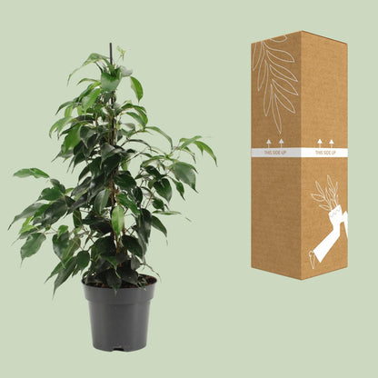 Kamerplant - Ficus Benjamina Danielle - Pot Ø 14cm Hoogte ↕ 55cm
