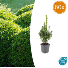 Buitenplant 60x Buxus sempervirens - Winterhard - Pot Ø 9cm Hoogte ↕ 10-25cm