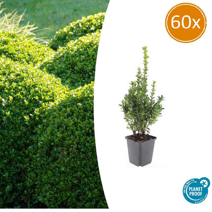 Buitenplant 60x Buxus sempervirens - Winterhard - Pot Ø 9cm Hoogte ↕ 10-25cm