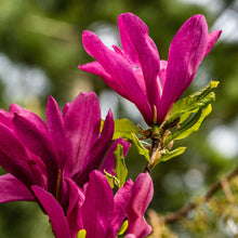 Buitenplant - Magnolia Susan - Bloeiend - Pot Ø 17cm Hoogte ↕ 45cm