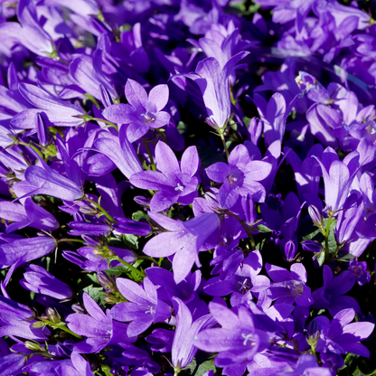 Buitenplant 24x Campanula pers. 'Coerulea' - Bloeiend - Pot Ø 9cm Hoogte ↕ 10-25cm