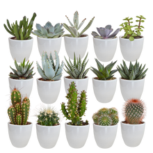 Kamerplant 15x Cactus en vetplanten mix - in witte pot - Pot Ø 5,5cm