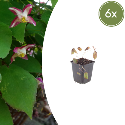 Buitenplant 6x Epimedium rubrum - Pot Ø 9cm Hoogte ↕ 10-25cm