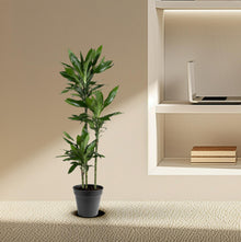 Kamerplant - Dracaena Janet Lind - Luchtzuiverend - Pot Ø 24cm Hoogte ↕ 150-160cm