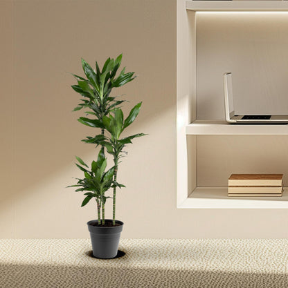 Kamerplant - Dracaena Janet Lind - Luchtzuiverend - Pot Ø 24cm Hoogte ↕ 150-160cm