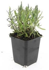 Buitenplant 24x Lavandula ang. 'Munstead' - Bloeiend - Pot Ø 9cm Hoogte ↕ 10-25cm