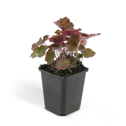 Buitenplant 48x Heuchera mic. 'Palace Purple' - Pot Ø 9cm Hoogte ↕ 10-25cm