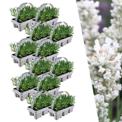 Buitenplant 12x 6 pack Lavendel angustifolia White - Bloeiend - Pot Ø 7cm Hoogte ↕ 15cm