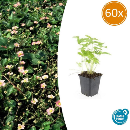 Buitenplant 60x Fragaria vesca - Bloeiend - Pot Ø 9cm Hoogte ↕ 10-25cm