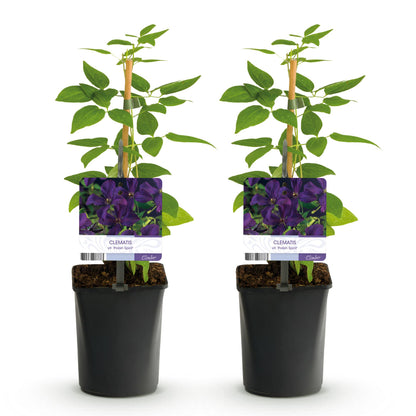 Buitenplant 2x Clematis viticella 'Polish Spirit' - Klimplant - Bloeiend - Pot Ø 11cm Hoogte ↕ 40cm