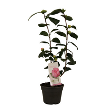 Buitenplant - Camellia Japonica 'Bonomiana' - Bloeiend - Pot Ø 15cm Hoogte ↕ 50cm