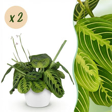 Kamerplant 2x Maranta Fascinator Lemon Lime - Gebedsplant - Pot Ø 12cm Hoogte ↕ 25cm