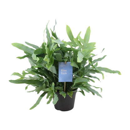 Kamerplant - Phlebodium Blue Fern - Pot Ø 14cm Hoogte ↕ 40cm